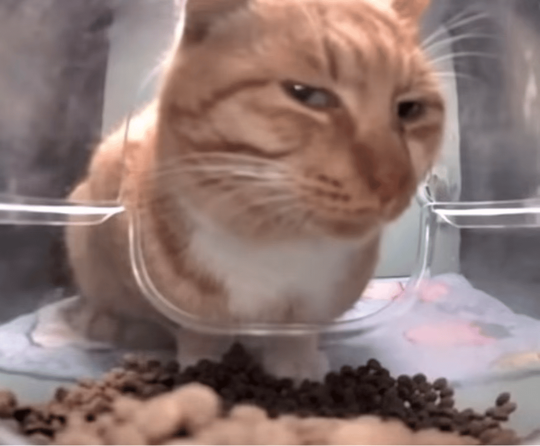新鲜哥 - 小猫教你学习