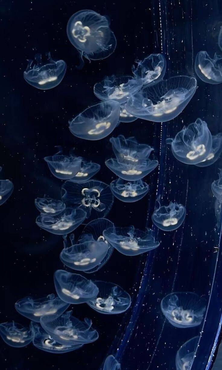 水母美化助手 - 【美化助手】美化简直是轻轻松松啊嚯呀!