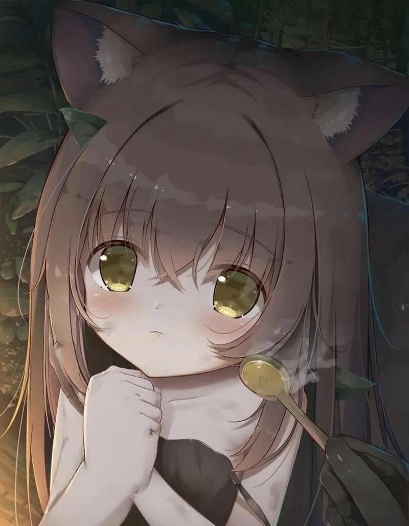 布丁 - 【收养/】流浪猫猫