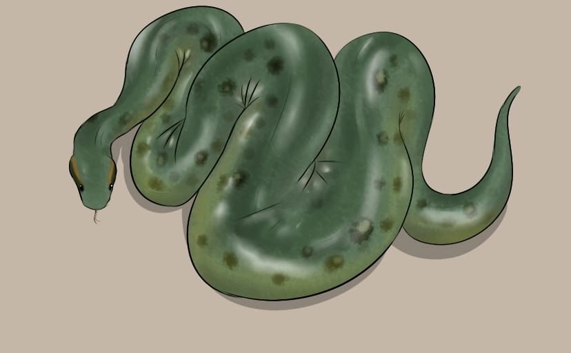 Anaconda - Anaconda digested Emory