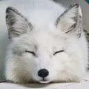 Yuki 