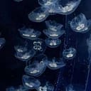 水母美化助手