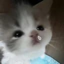 ไอโกะ