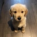 babymon