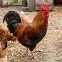 ไก่ บ้าน