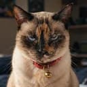 กะทิ | Kati