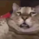 bi