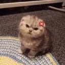 ซาระ