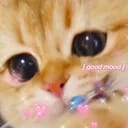 小猫咪咪子