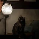 芬尼安