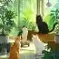 猫咪咖啡厅6+1