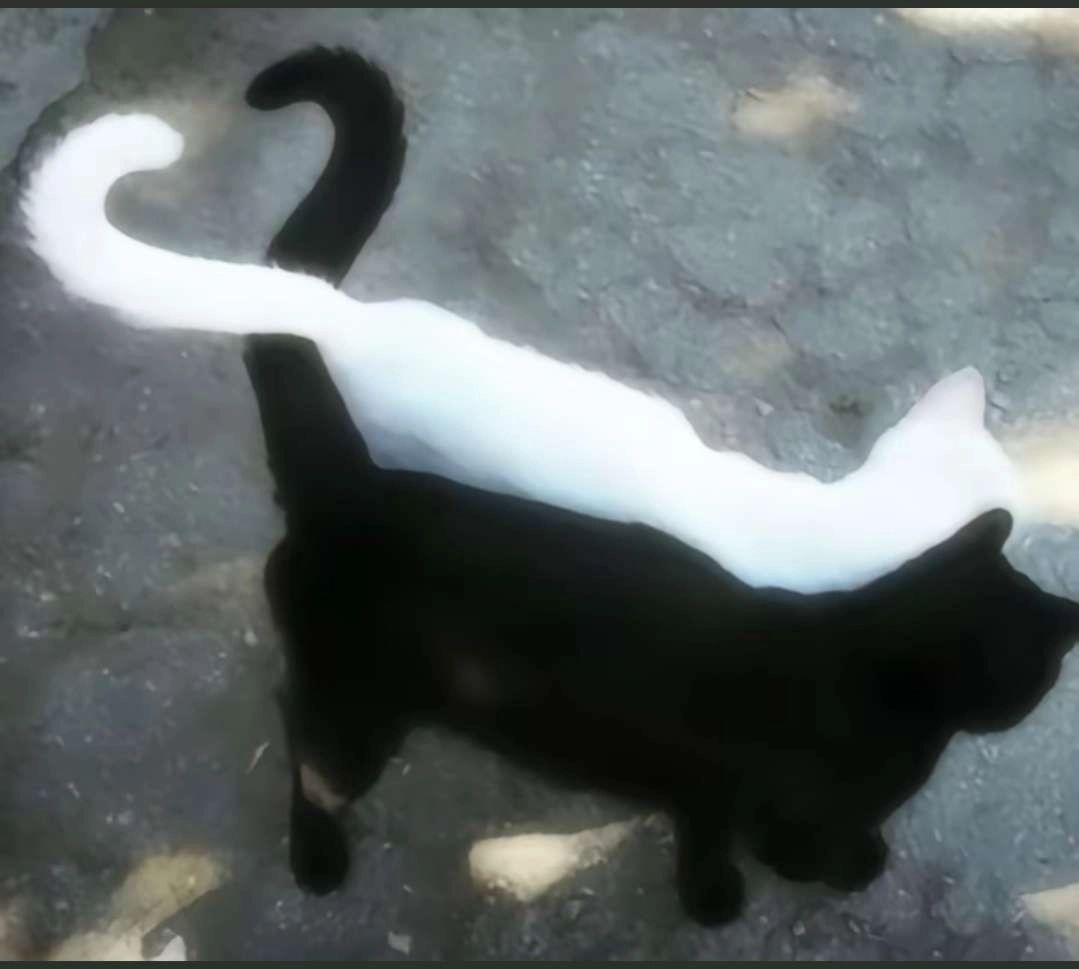 吉野凪