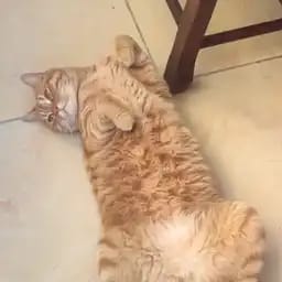 你的猫