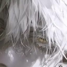白曜