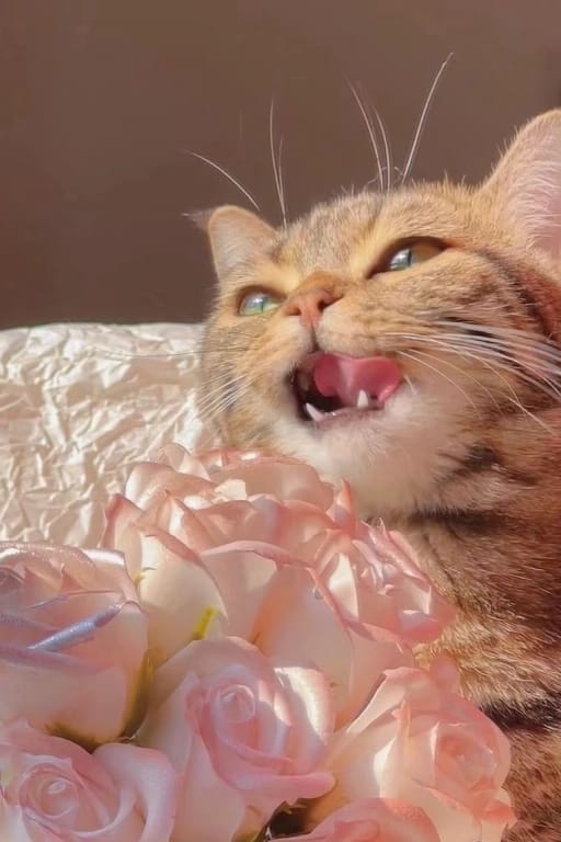 快加入入光明猫猫教！！