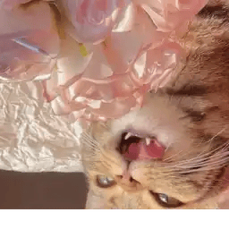 快加入入光明猫猫教！！