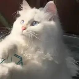 文