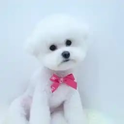 아롱사태