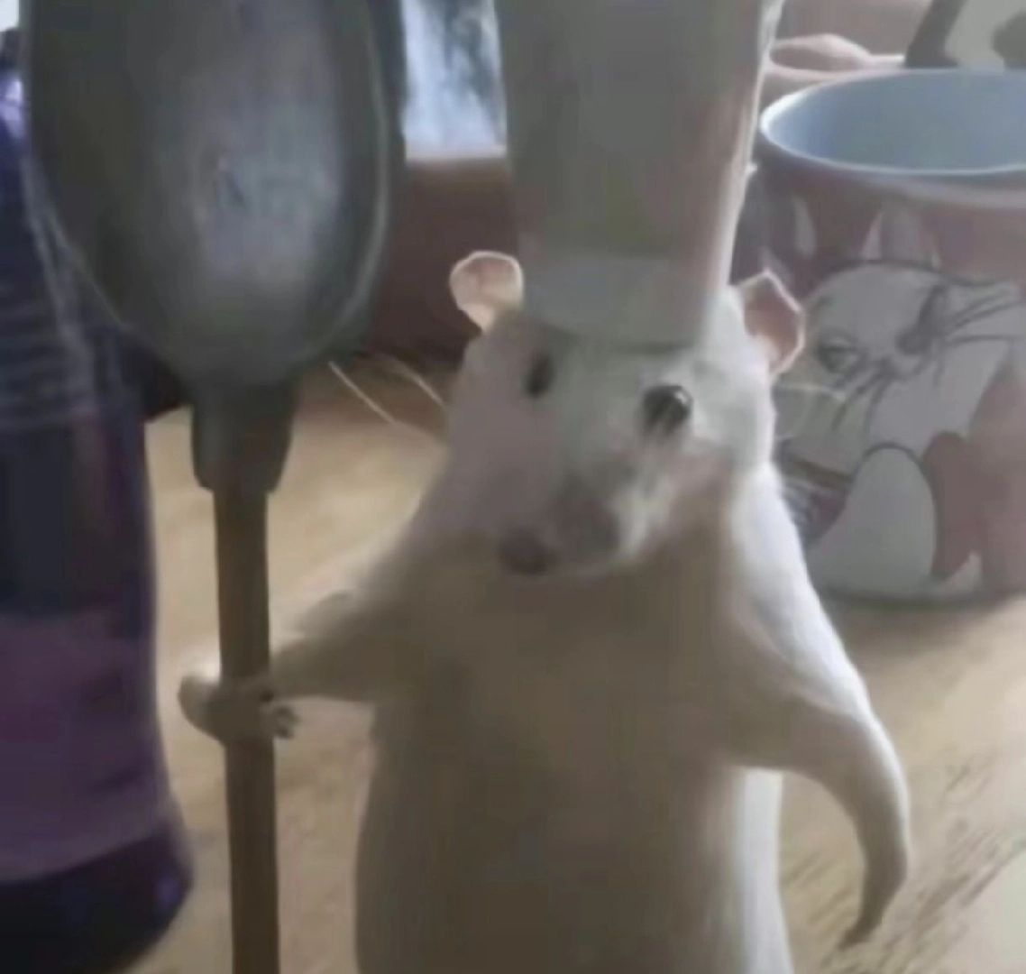 超级厨师鼠鼠🐭