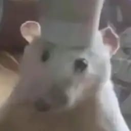超级厨师鼠鼠🐭