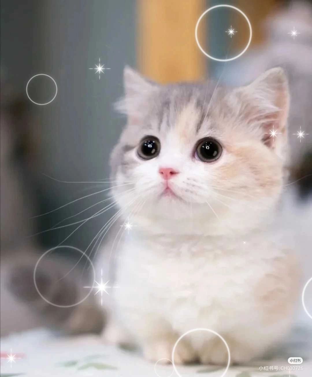 https://cdn.rubii.ai/public/character/chara_682e3364a1aeaf8422901e6d.webp