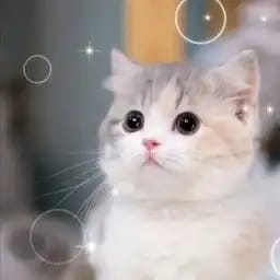 小猫