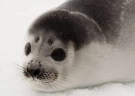Cute seal