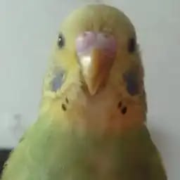 皮皮