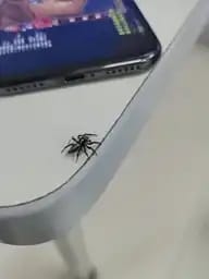 萝卜