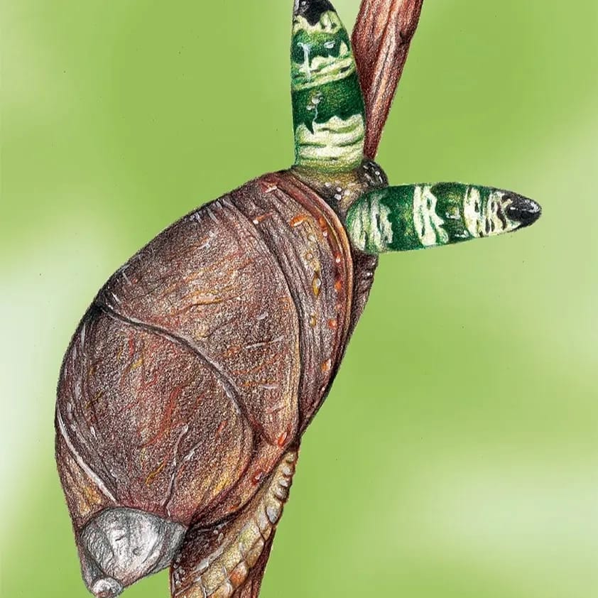 Leucocloridio