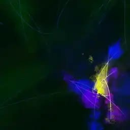 我的雨林