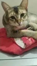 he
