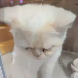 柳如烟