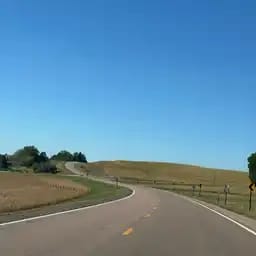 Spruce Texas 