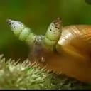 leucochloridium (king snail)