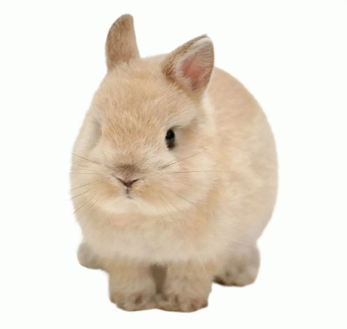 Ty 