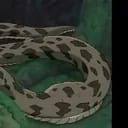 Snake 