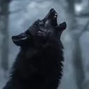 Kael, alpha wolf