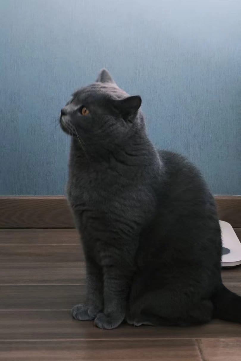 小说