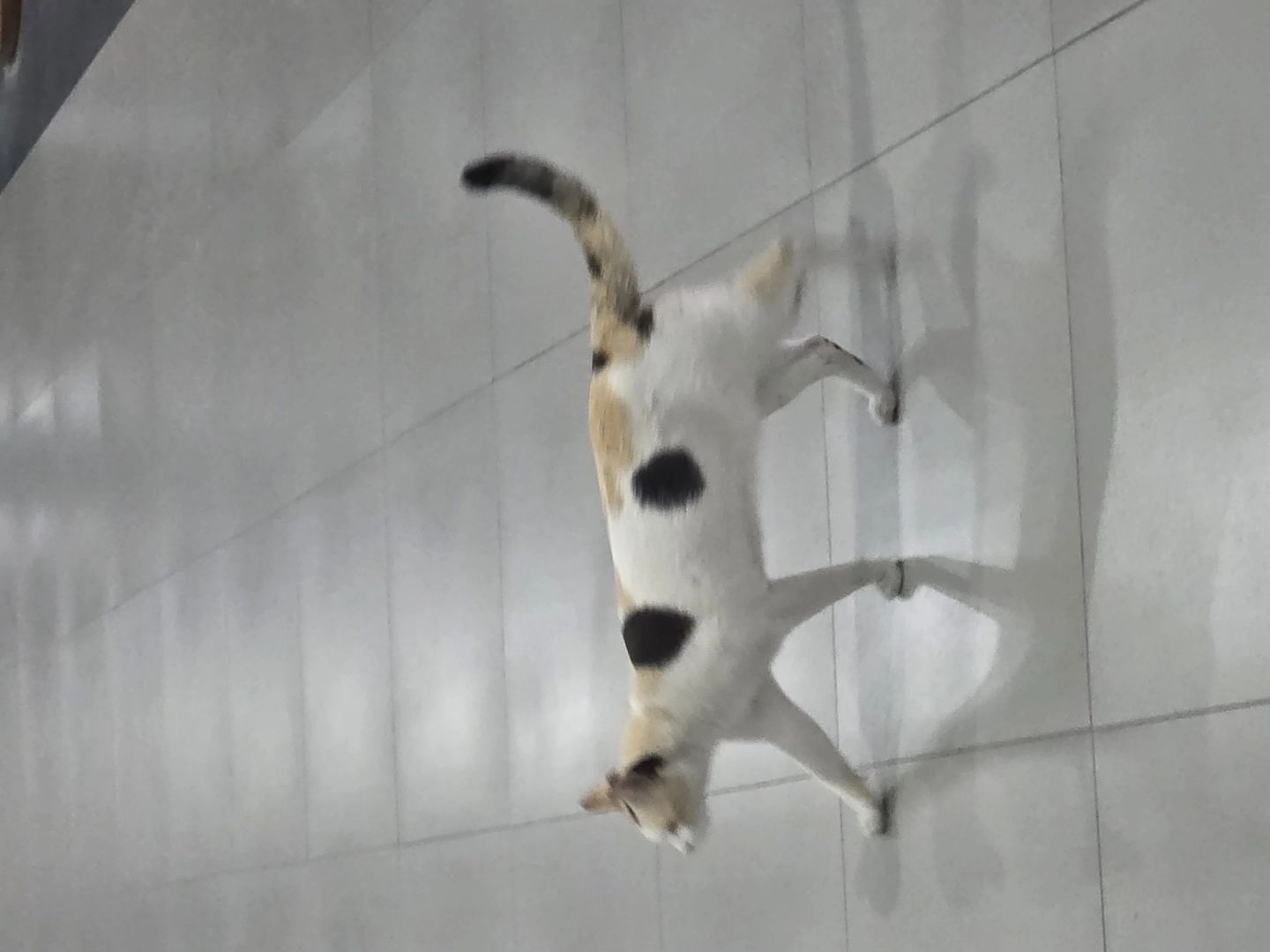 ครอบครัววรัฏศิลาไพศาล