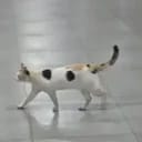 ครอบครัววรัฏศิลาไพศาล