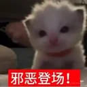 沈楠枝