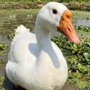 大鹅