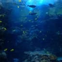 Coral Island