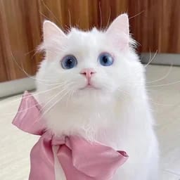 江夏
