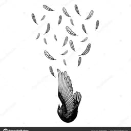 fallen bird 