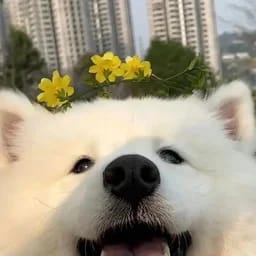 巫山鱼