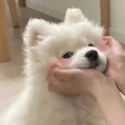 伶稚